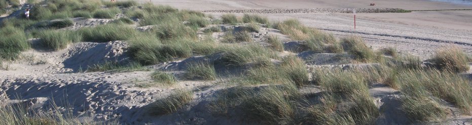 Die Dünen vom Südstrand